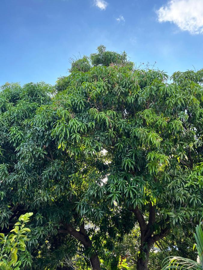 Bajo Las Hojas Campeche Luaran gambar